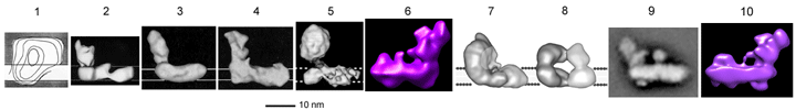 complex I images, NADH:Q reductase