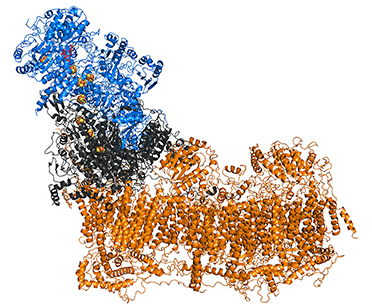 mitochondrial complex I, N-module, Q-module, P-module