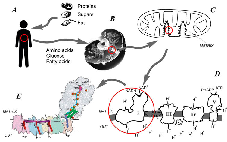 Mitochondria, respiratory chain, Complex I, NADH dehydrogenase, ubiquinone, Parkinson's disease